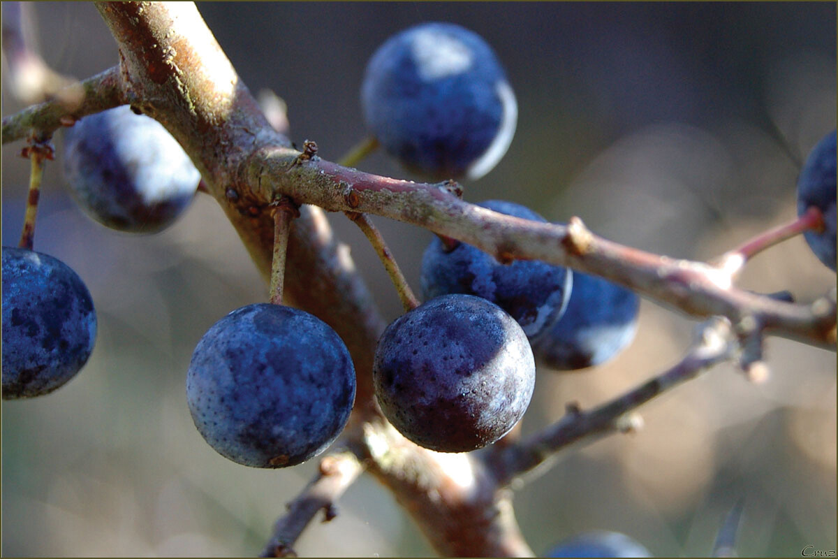 Sloe Berry Stroll