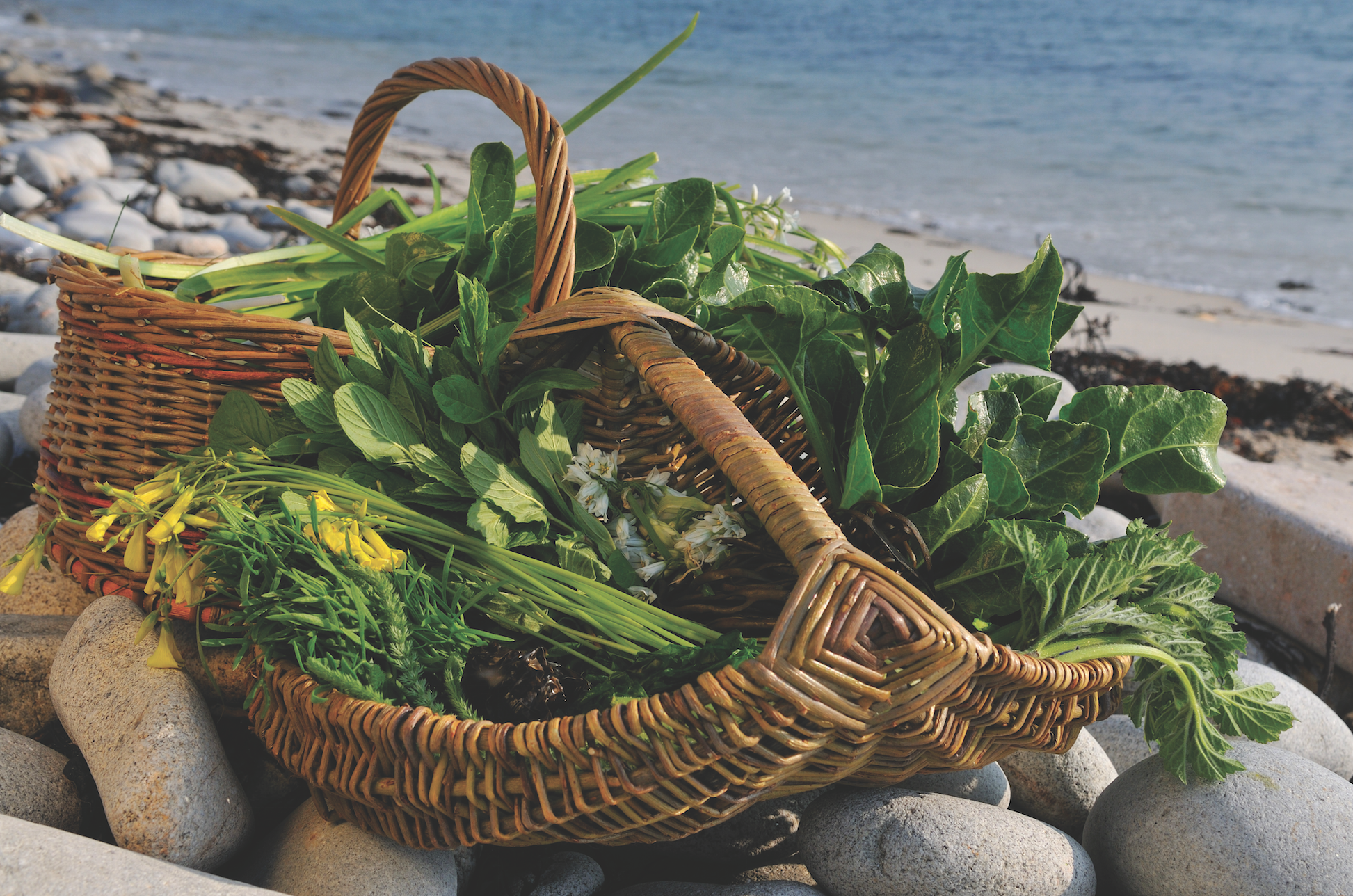 Coastal And Hedgerow Wild Food Foraging Walk